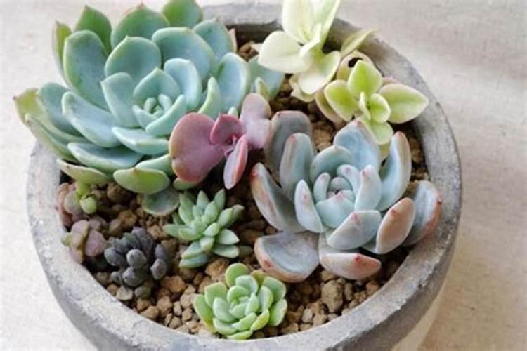 家里的绿植花草什么时候施氮肥,磷肥,钾肥,一次性说