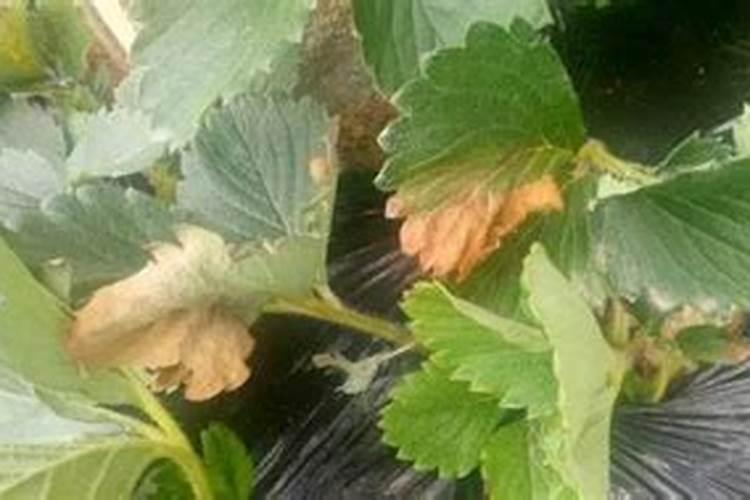 草莓磷肥什么时候用？磷肥施用过量怎么补救？