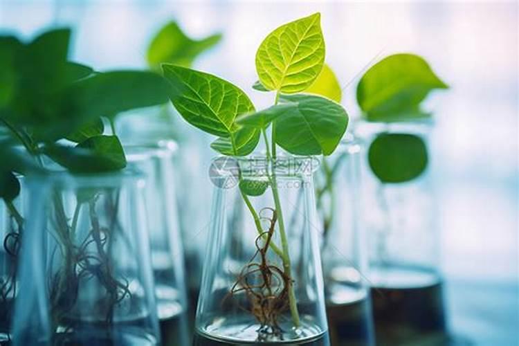 水培富贵竹叶尖发黄,补充磷肥勤换水