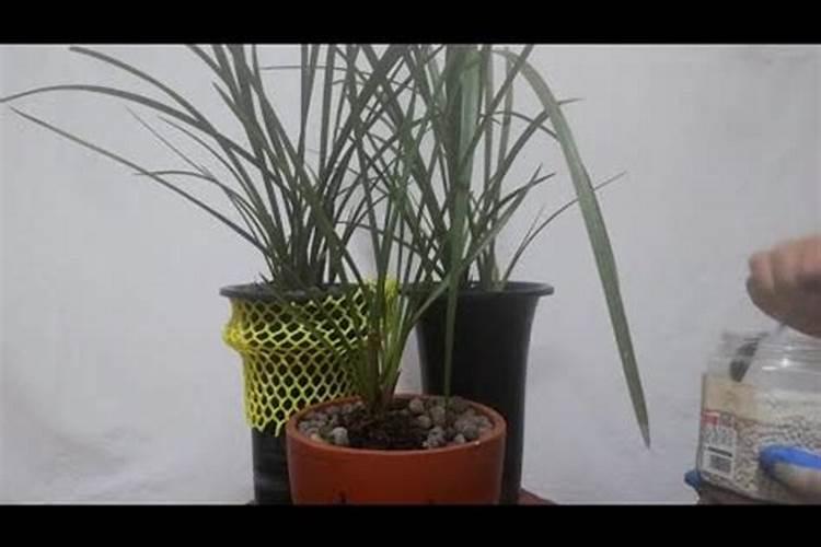 兰花用什么肥料,怎么施肥