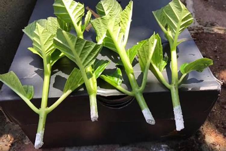 人参果的扦插繁殖育苗怎么样？