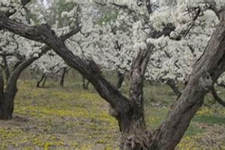 梨树什么时候施肥料最好