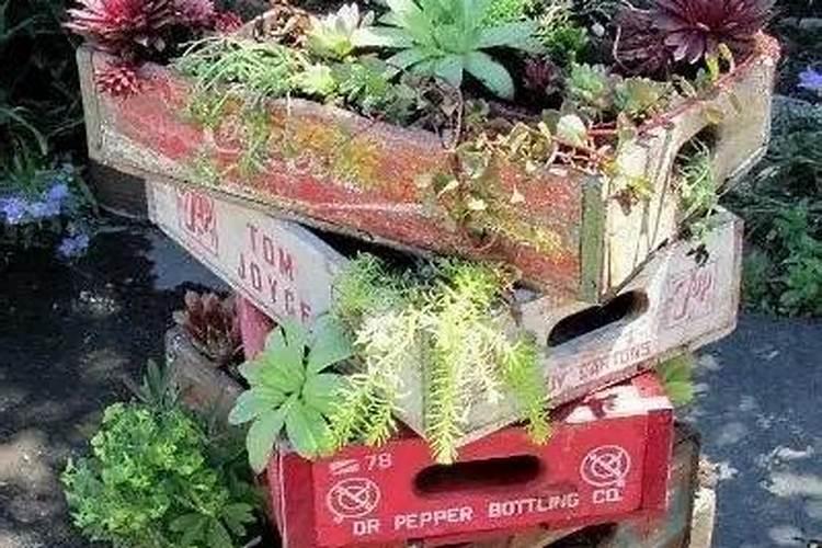 花盆种菜怎么施肥