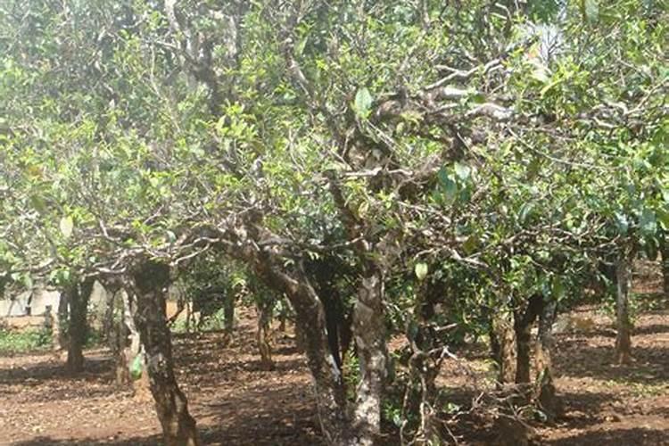 施什么肥树长的快好