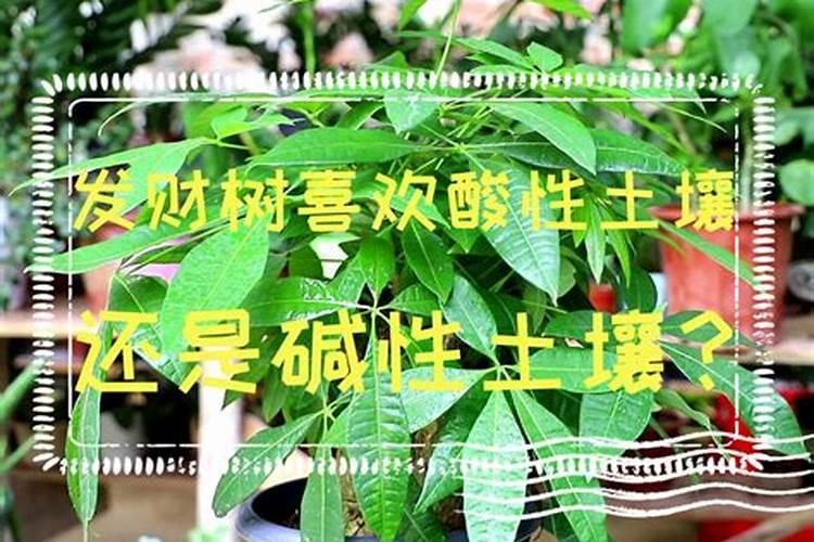 什么肥料可以让树木快速生长 可以让树木快速生长分肥料有什么呢百度...