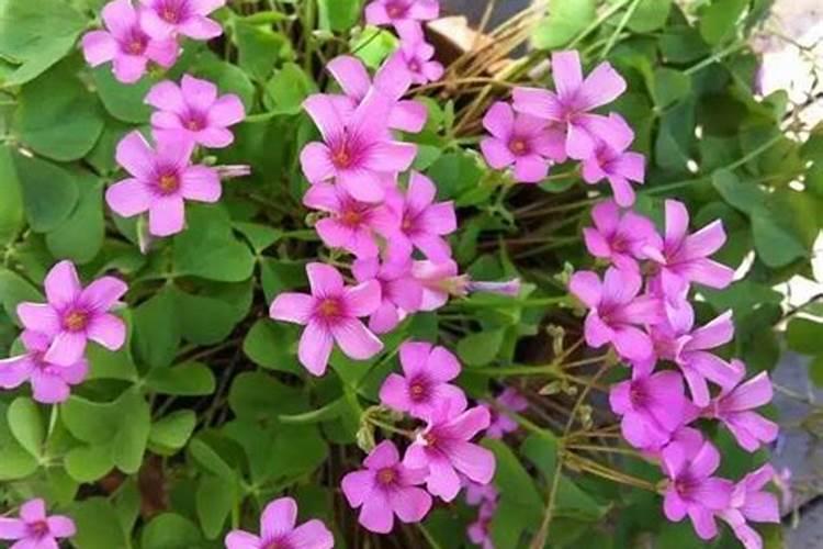 酢浆草怎么施肥