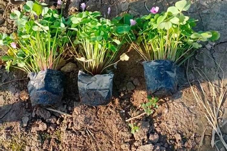 酢浆草怎么施肥