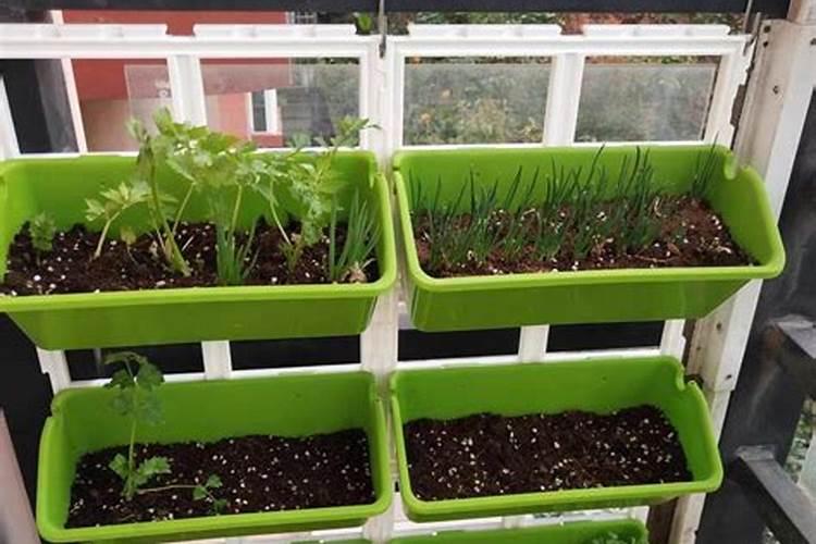 阳台种植蔬菜用什么肥料最安全？