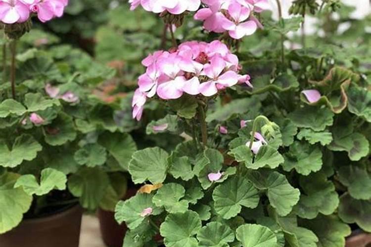 天竺葵怎么养才能爆盆