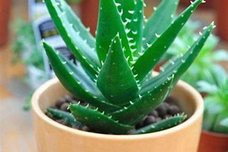 家养芦荟一般施什么肥叶片直挺肥厚