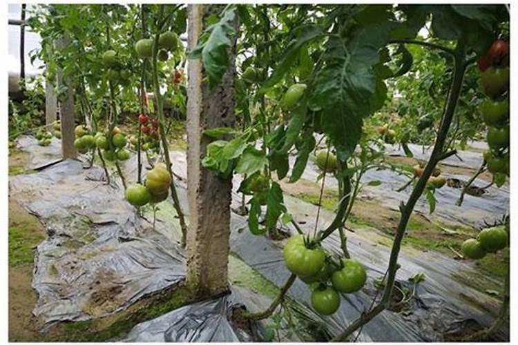 番茄缺镁会有哪些症状？什么方法可以解决番茄缺镁症？