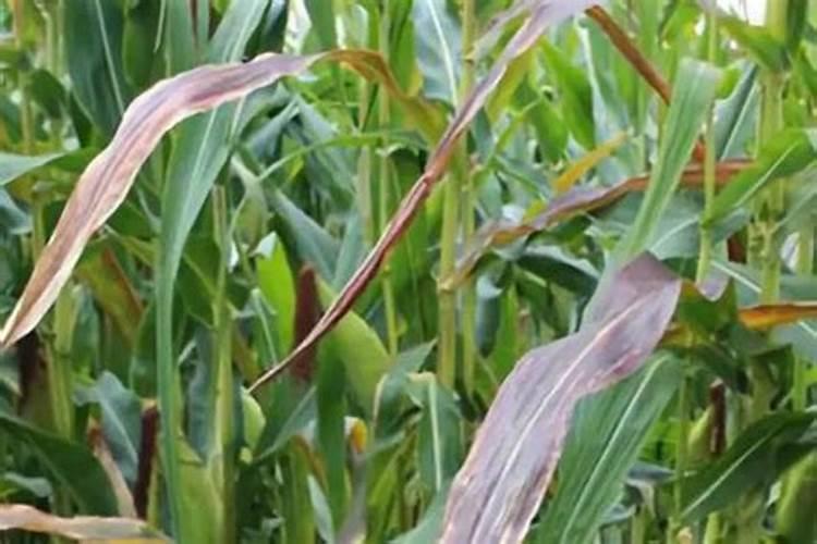 磷肥对玉米的作用及功能