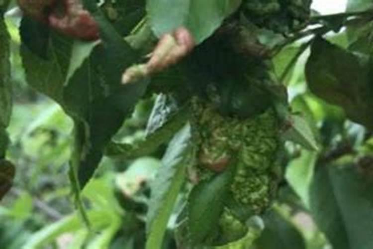 桃树卷叶用什么药最好