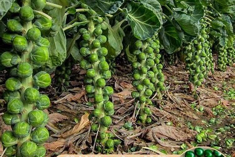 孢子甘蓝西北方可以种植吗？