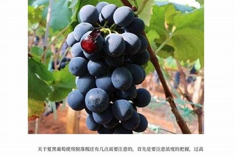 夏黑葡萄施肥方案
