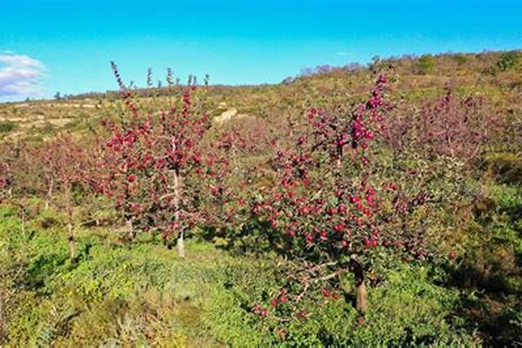 给8月份晚熟富士平果追啥肥苹果长的大