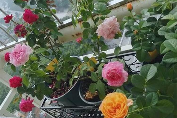 夏季月季花残花修剪后怎样管理？