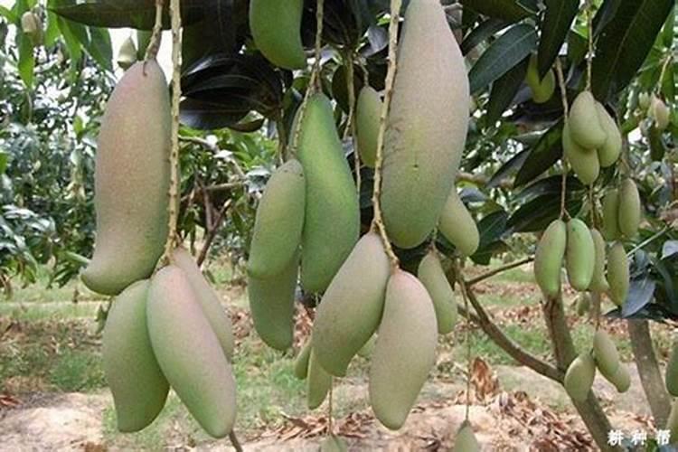 芒果树苗种植方法