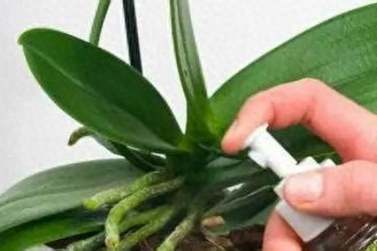 蝴蝶兰施磷酸二氢钾怎么施