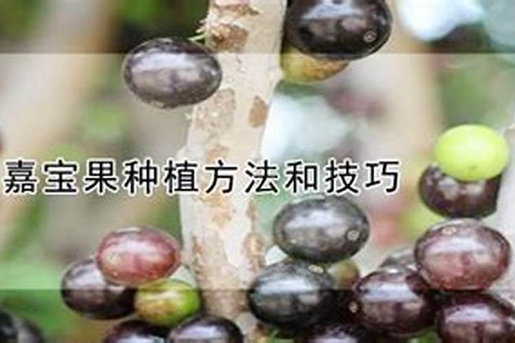 嘉宝果怎样施肥才正确