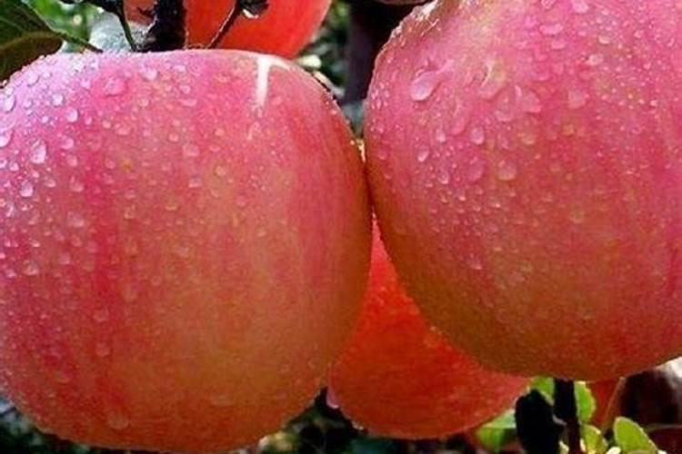 柑橘结果期上什么肥料产量高？柑橘膨果期专用肥是什么肥料？