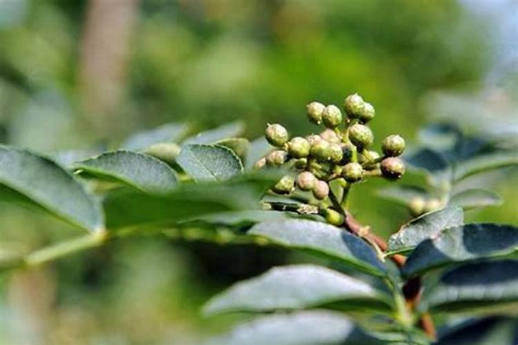 花椒树秋季施肥啥化肥最好？