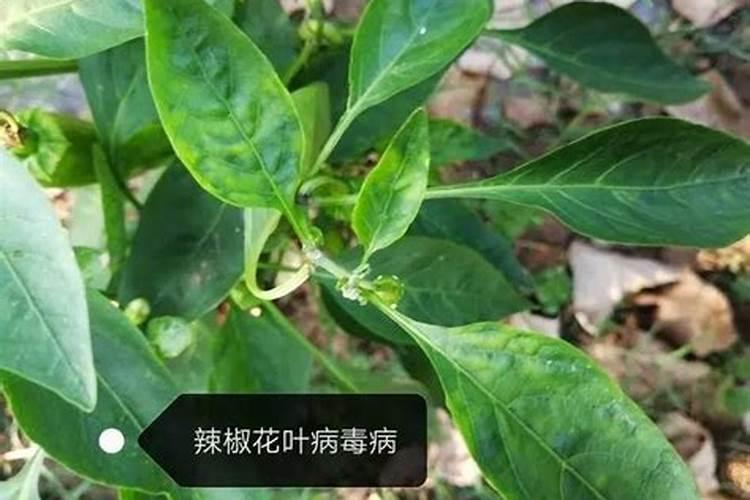 工业辣椒病毒病用什么药