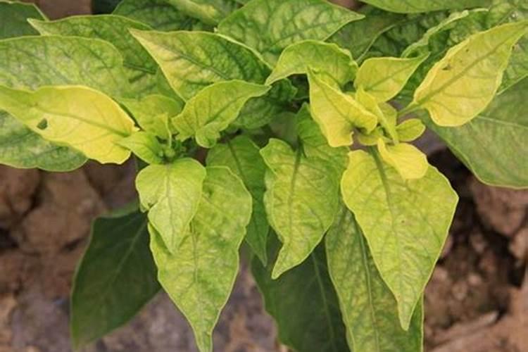 辣椒得了病毒病,打了毒氟磷缓解后辣椒还有继续澎大吗