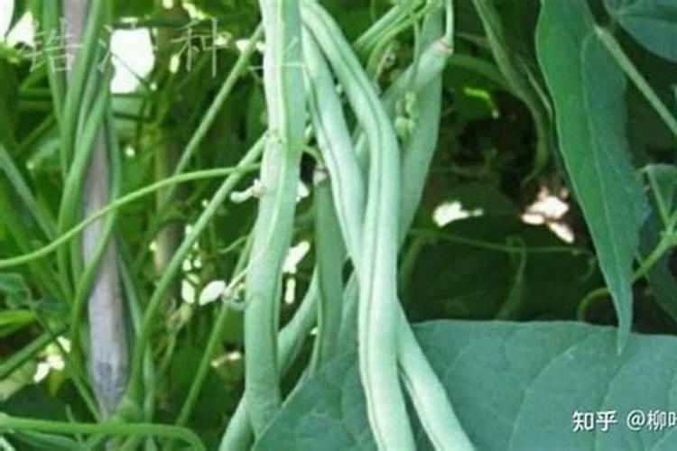 若遇到无架豆角不结豆角的问题要怎么解决？