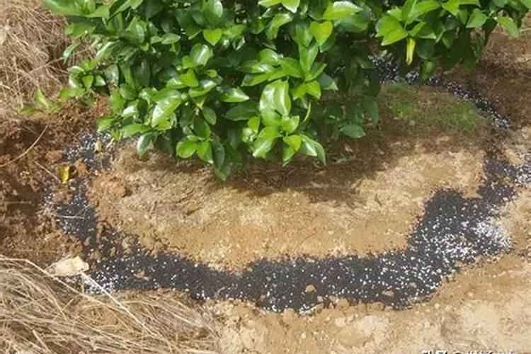 柑橘全年施肥时间表