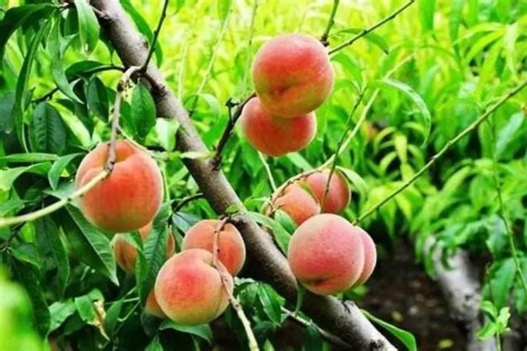 桃树的需肥特性是怎样的？