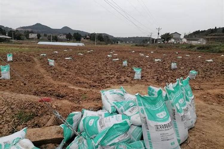 种地瓜用什么肥料最好