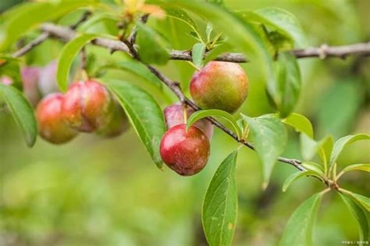 桃树用什么肥料好