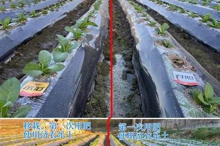 黄烟追什么肥好