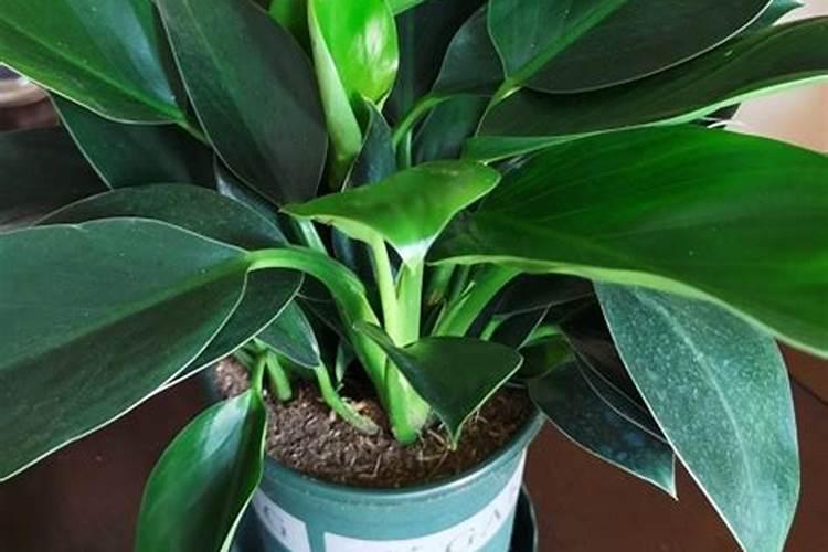 怎样给白掌施肥(白掌施肥施什么肥料)