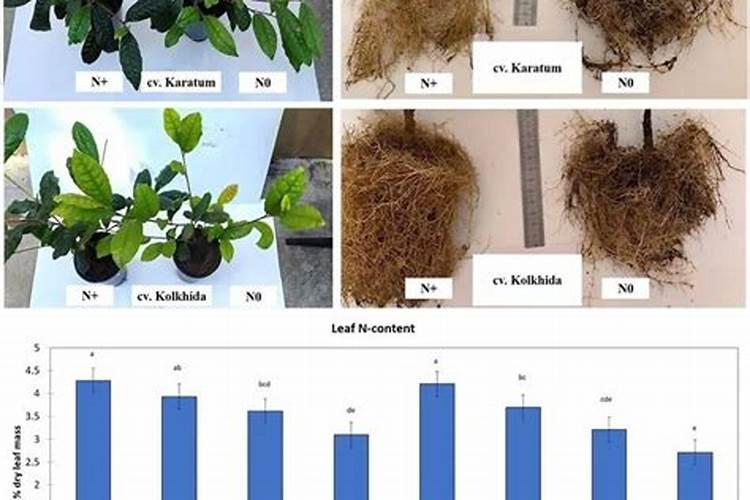 茶叶秋梢肥用什么复合肥最好