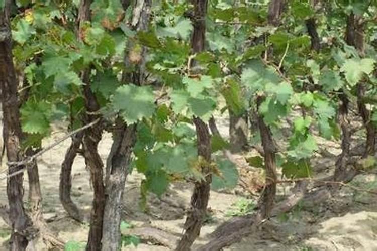 葡萄栽下多久可以施肥 葡萄栽种几年可施肥