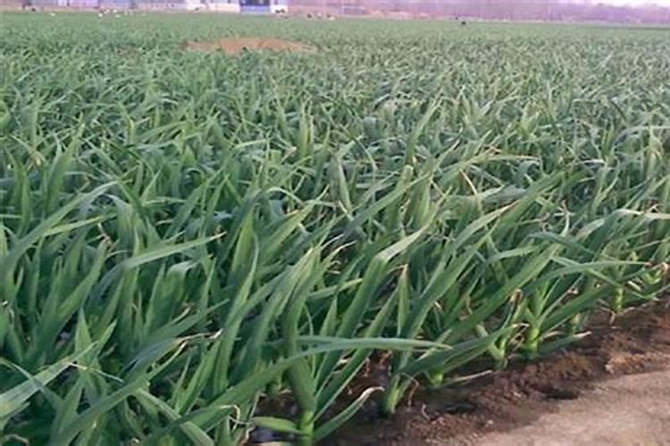 大蒜追肥硝酸铵钙好,还是黄腐酸尿素好？