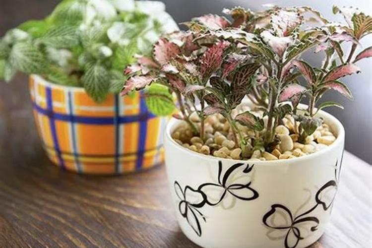 米兰上什么肥料