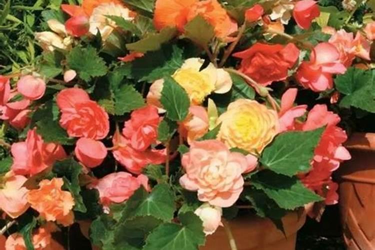 丽格海棠秋季怎么养护