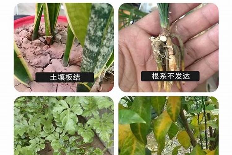 绿植花卉常用跟矿院黄腐酸钾组合经典的肥料复配方式