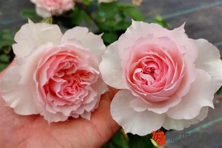 月季花小苗怎么施肥