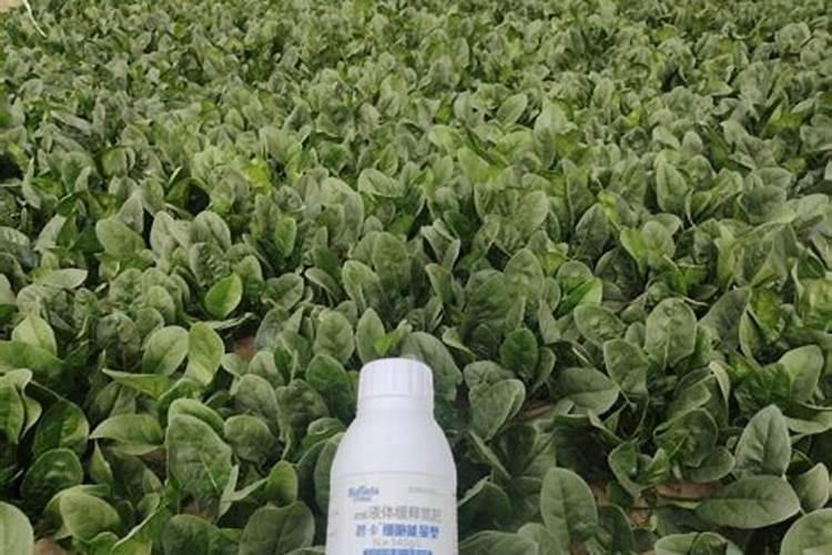 苹果树套袋前打什么药