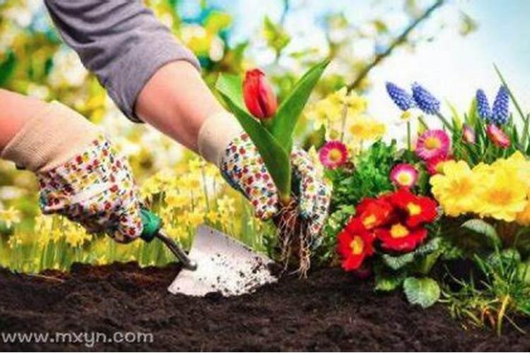 盆栽花卉用什么肥料好 养花用什么底肥 养花用何底肥