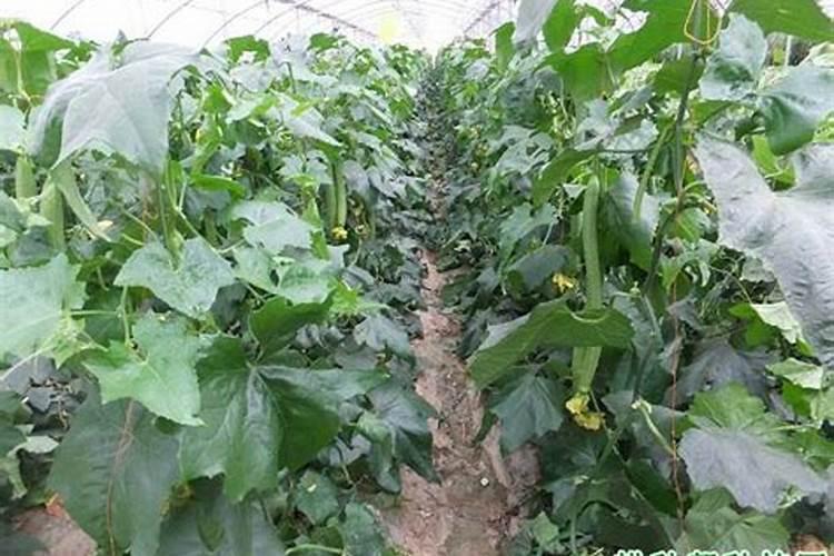 丝瓜用什么肥料好,怎么施肥