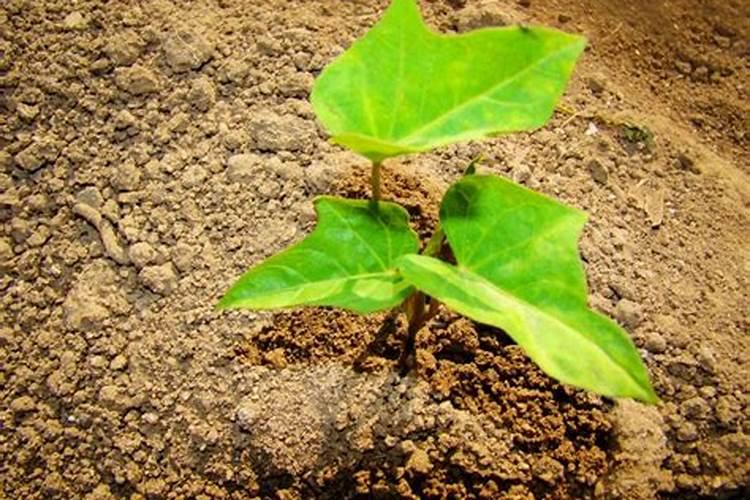 锌肥的作用及使用方法