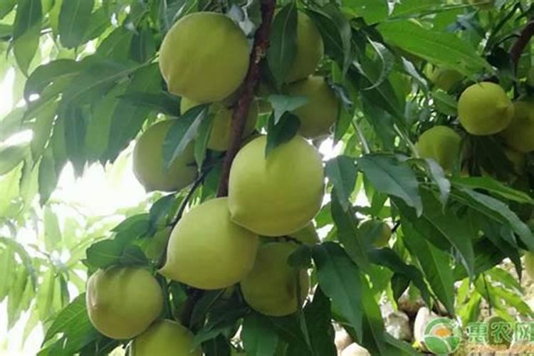 鹰嘴桃果期有多久 果期养护与管理方法