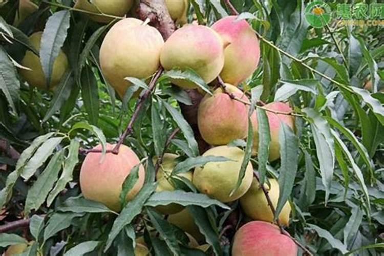 鹰嘴桃种植应注意哪些？鹰嘴桃什么时间修剪