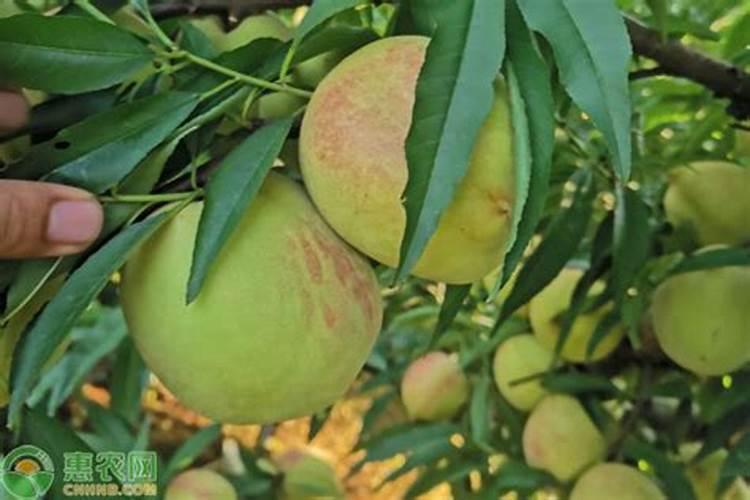 确保鹰嘴桃外观整洁的种植方法