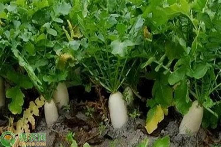 花叶病毒病用什么农药